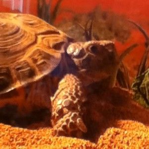 Meet your Posher, Adam